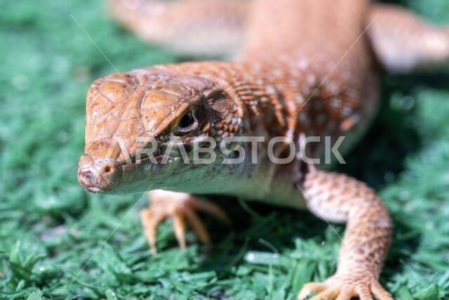 Saudi fringe-fingered lizard (Acanthodactylus gongrorhynchatus) in the desert sand macro photography.