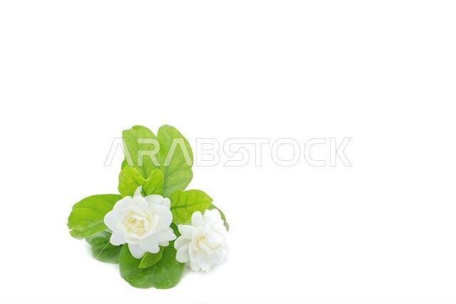 Closeup shot of Arabian jasmines isolated on a white background
