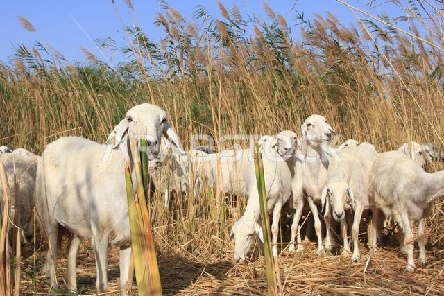 Goat Farm Desert Saudi Arabia