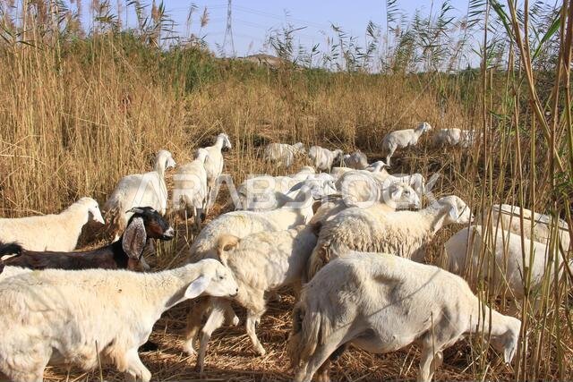 Goat Farm Desert Saudi Arabia