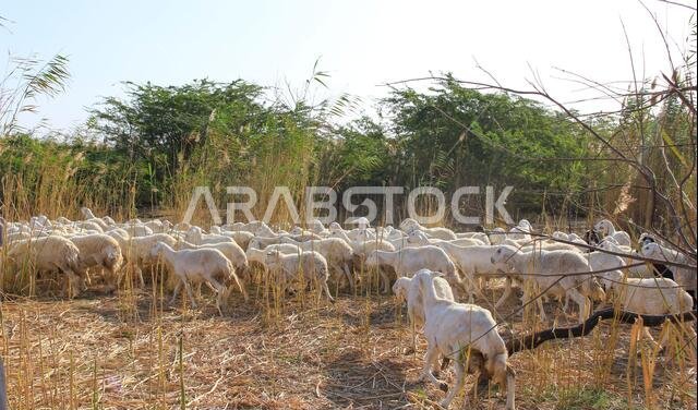 Goat Farm Desert Saudi Arabia