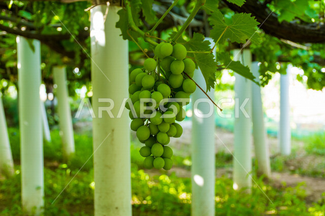 عنقود العنب في مزارع المملكة العربية السعودية، زراعة الاشجار والنباتات الخضراء، نبات العنب، اوراق شجر العنب، حبات العنب الخضراء، خلفية الطبيعة