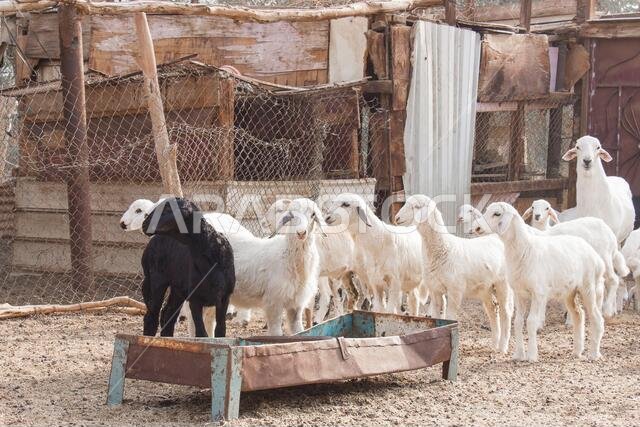 مزرعة ماعز صحراوية في المملكة العربية السعودية