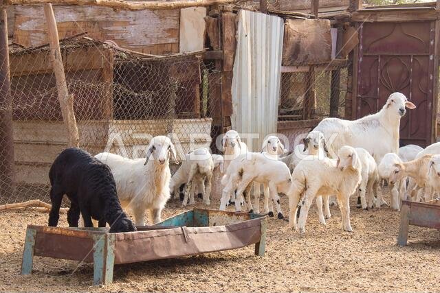 Goat Farm Desert Saudi Arabia