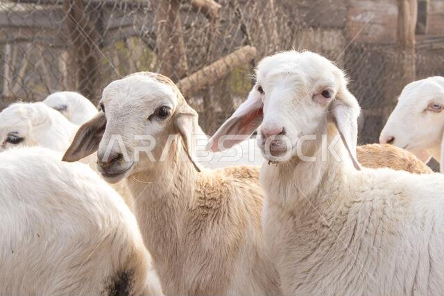 Goat Farm Desert Saudi Arabia