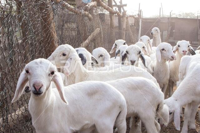 مزرعة ماعز صحراوية في المملكة العربية السعودية