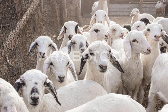 Goat Farm Desert Saudi Arabia