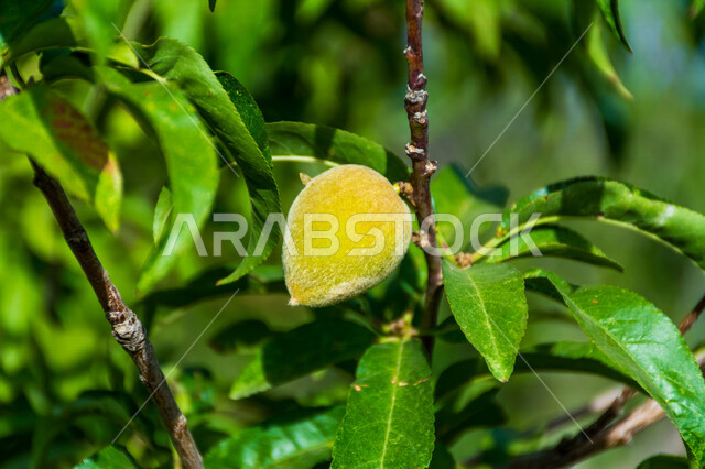 صورة ابداعية لحبة الخوخ على الشجرة في مزارع المملكة العربية السعودية، زراعة الاشجار والنباتات الخضراء، نبات الخوخ، اوراق شجر الخوخ، حبة الخوخ، خلفية الطبيعة