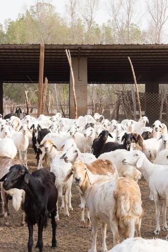 Goat Farm Desert Saudi Arabia