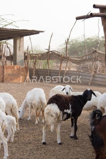 Goat Farm Desert Saudi Arabia