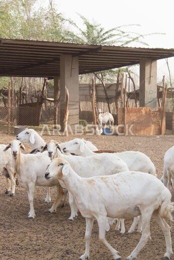 Goat Farm Desert Saudi Arabia