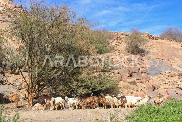 مزرعة ماعز صحراوية في المملكة العربية السعودية