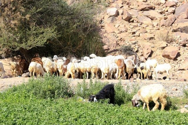 مزرعة ماعز صحراوية في المملكة العربية السعودية