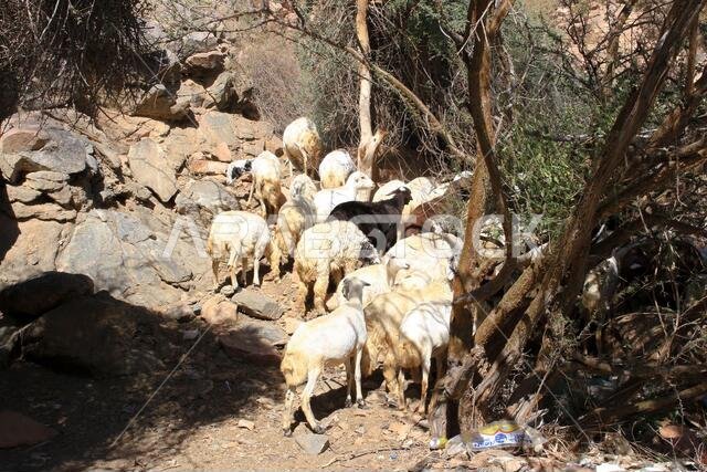 Goat Farm Desert Saudi Arabia