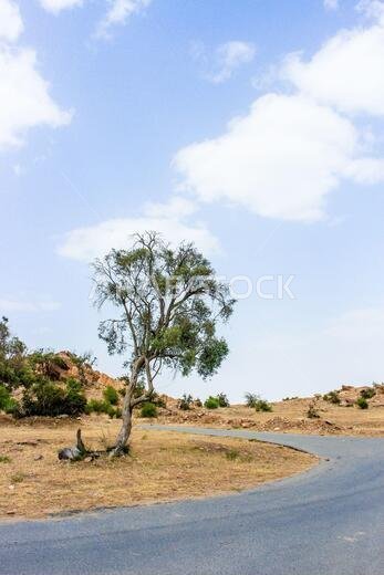 saudi arabian desert road