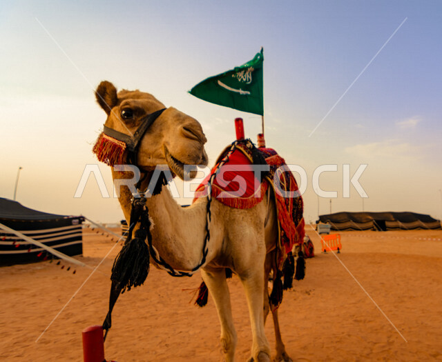 Close-up of a camel in a nature reserve in Saudi Arabia, the flag of Saudi Arabia, a natural reserve for breeding camels and camels, desert nature in Saudi Arabia