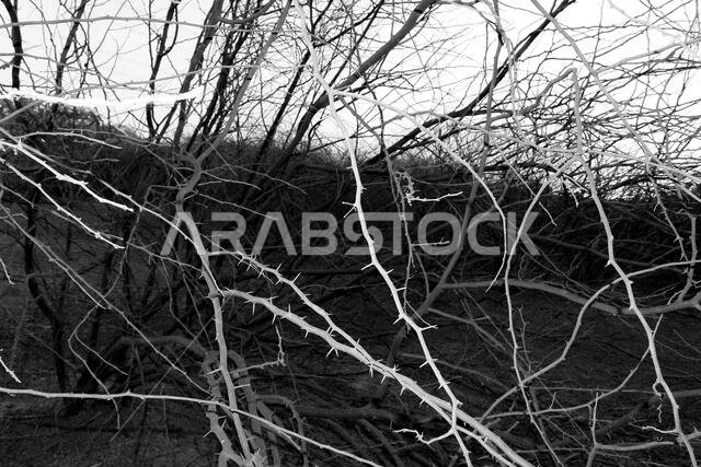 desert mountain landscape saudi arabia