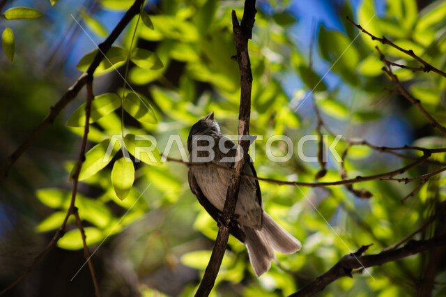 Close-up of a swallow on tree branches in Saudi Arabia, green trees and plants, nature in Saudi Arabia, tree branches, nature reserve, wild birds, nature background