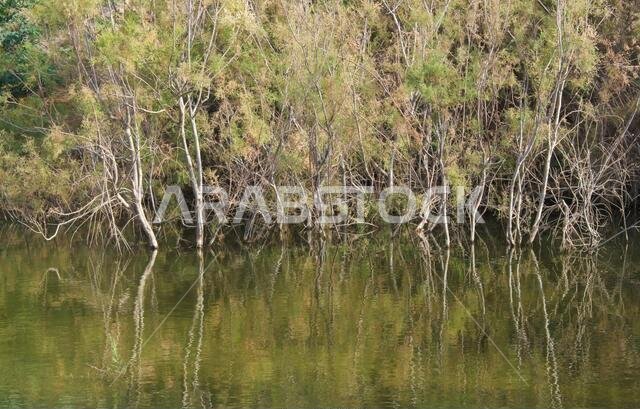 desert lake in taif saudi arabia