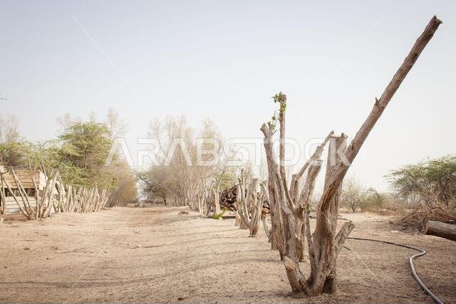 desert mountain landscape saudi arabia