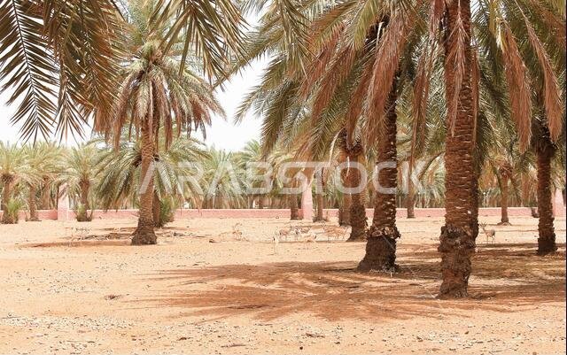 منظر طبيعي صحراوي جبلي في المملكة العربية السعودية