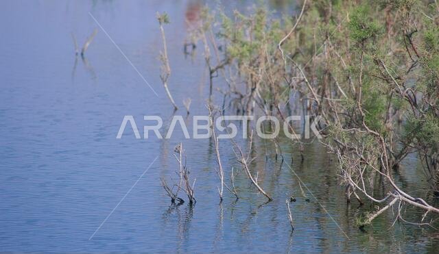 desert lake in taif saudi arabia