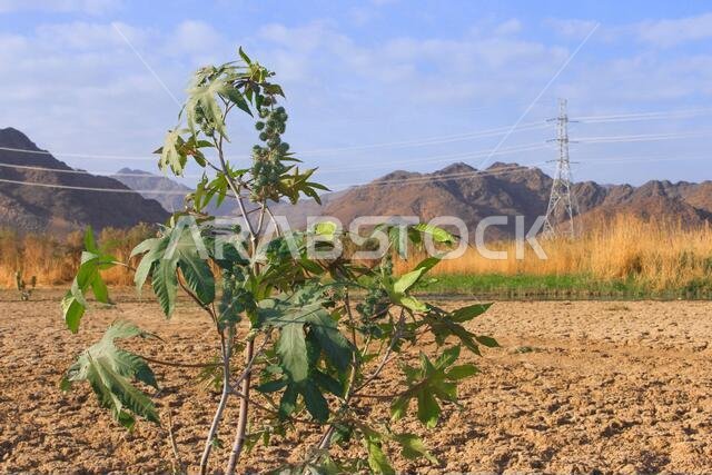 أرض جافة في المملكة العربية السعودية أرض جافة في المملكة العربية السعودية