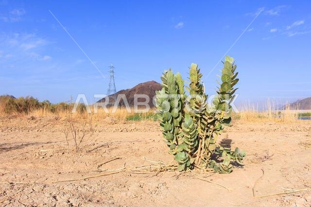 desert mountain landscape saudi arabia