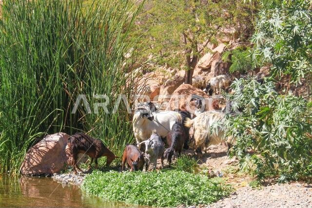 desert mountain landscape saudi arabia