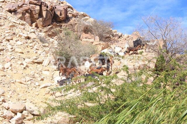 desert mountain landscape saudi arabia
