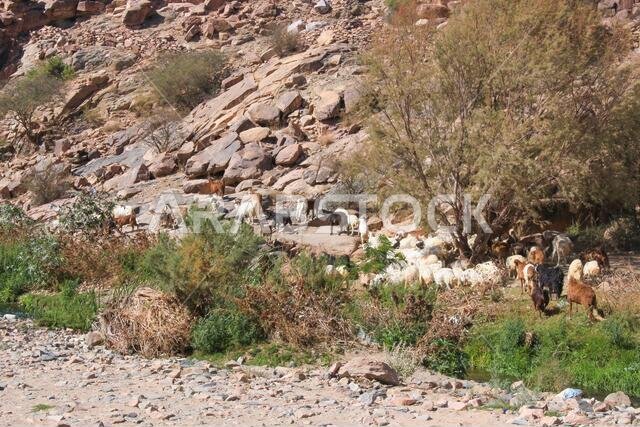 منظر طبيعي صحراوي جبلي في المملكة العربية السعودية