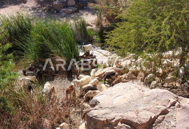 منظر طبيعي صحراوي جبلي في المملكة العربية السعودية