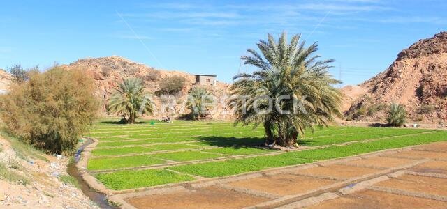 منظر طبيعي صحراوي جبلي في المملكة العربية السعودية