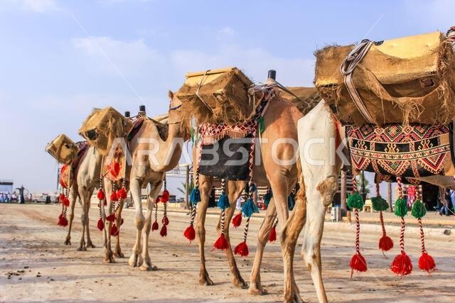 مهرجان سوق عكاظ الطائف المملكة العربية السعودية