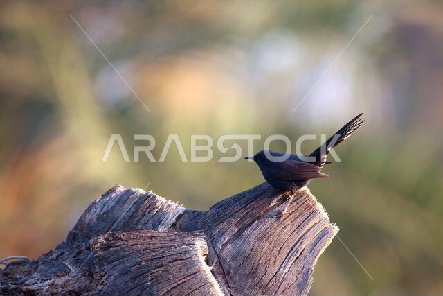 Black Bush Robin bird