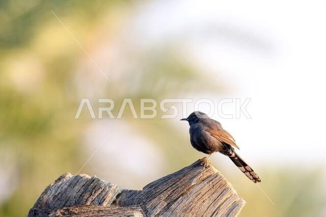 Black Bush Robin bird
