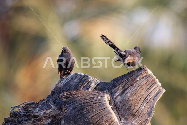 Black Bush Robin bird