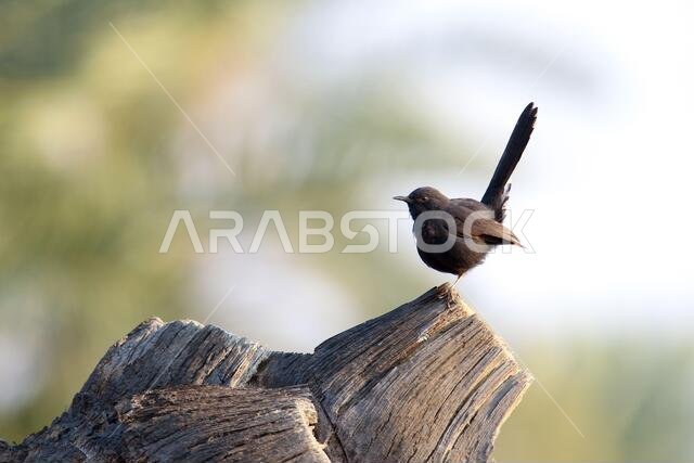 Black Bush Robin bird