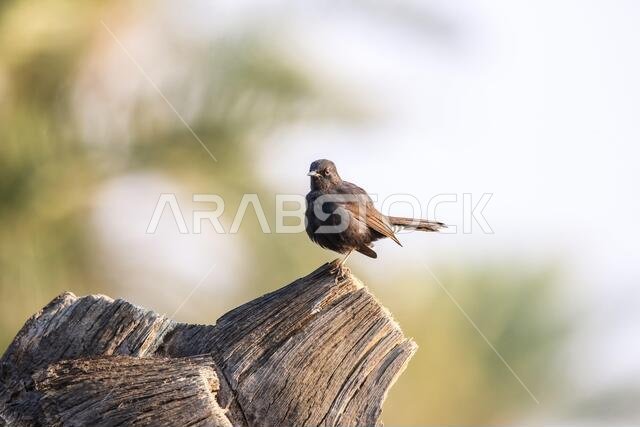 Black Bush Robin bird