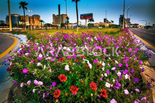 Beautiful Flowers on Al Khobar Corniche Saudi Arabia. 02-April-2021.