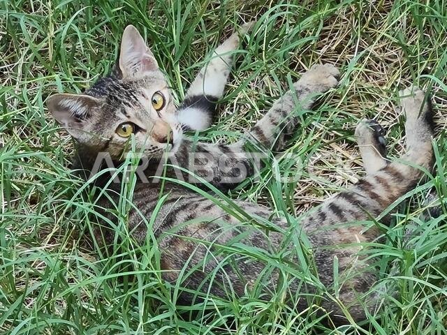 صورة لقطة جميلة من العراق