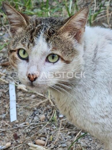 photo of beautiful cat from iraq