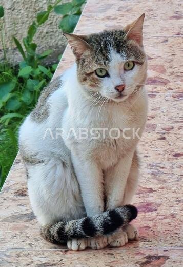 photo of beautiful cat from iraq