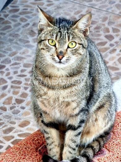 photo of beautiful cat from iraq
