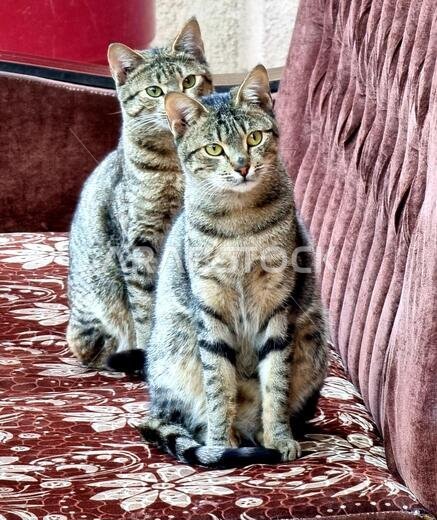 photo of beautiful cat from iraq