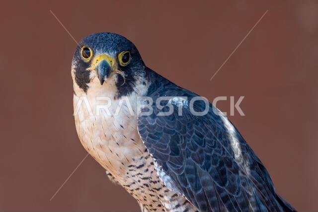 صورة مقربة جداً لرأس صقر شاهين (Falco peregrinus). الصيد بالصقور أو تربية الصقور وسباقها في الشرق الأوسط.