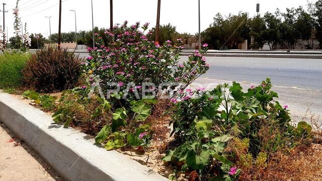H, SAUDI ARABIA - Mar 25, 2021: Picture of beautiful flowers road side garden green leaves beautiful flowers.