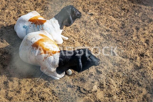 مجموعة من الماعز في مزرعتهم، مزرعة ماعز يأتي إليها الناس لشراء الماعز. الدمام، المملكة العربية السعودية. مجموعة من الماعز في مزرعتهم، مزرعة ماعز يأتي إليها الناس لشراء الماعز. الدمام، المملكة العربية السعودية.