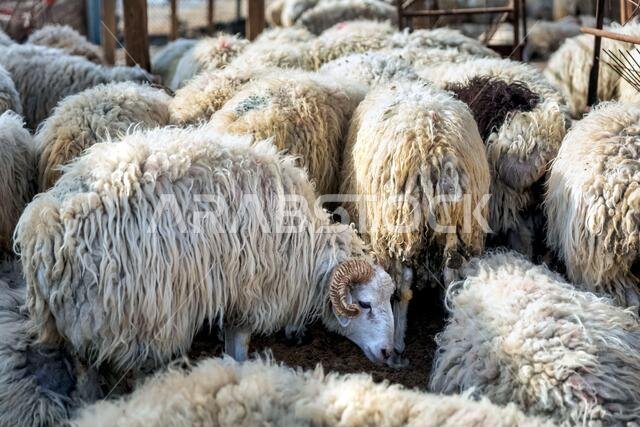 مجموعة من الماعز في مزرعتهم، مزرعة ماعز يأتي إليها الناس لشراء الماعز. الدمام، المملكة العربية السعودية. مجموعة من الماعز في مزرعتهم، مزرعة ماعز يأتي إليها الناس لشراء الماعز. الدمام، المملكة العربية السعودية.