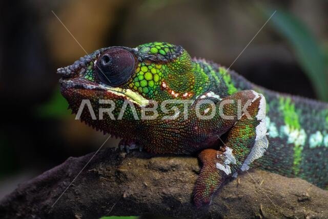 Common chameleon - Chamaeleo chamaeleon - in zoo to help avoid of extinction.